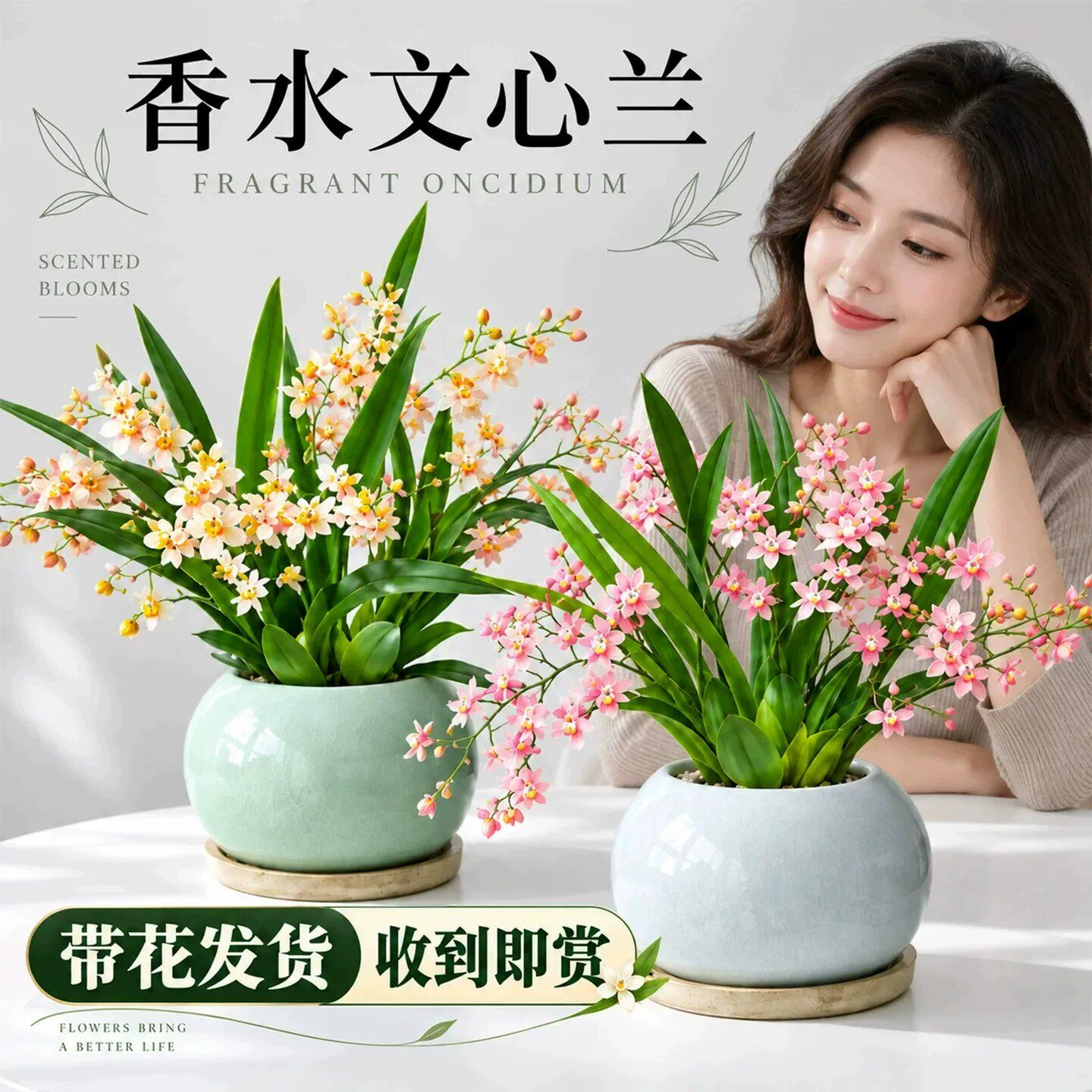 香水文心兰盆栽四季梦香兰花浓香带花苞名贵花卉绿植室内桌面植物