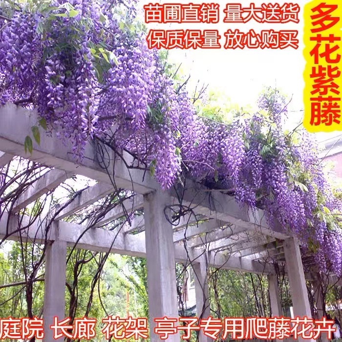 花叶春紫藤木本植物庭院夏季