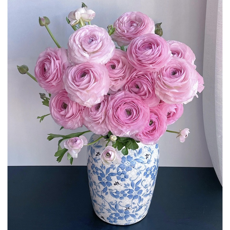 洋牡丹鲜花水培花卉花叶春年宵花