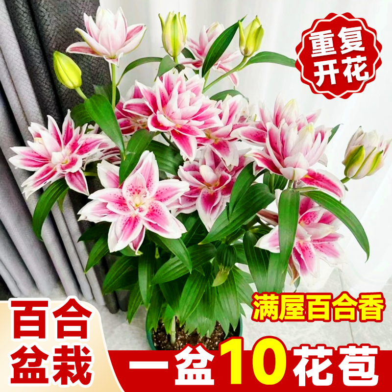 百合花盆栽带花苞多头室内客厅阳台重瓣香水百合花苗浓香型大花卉
