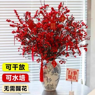 澳洲腊梅鲜花水培鲜枝干枝真花年宵花卉室内过年花冬季蜡梅鲜切花