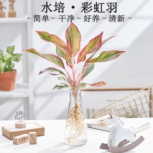 水培植物万年红盆栽吉利红植物室内桌面如意皇后观叶绿植净化空气