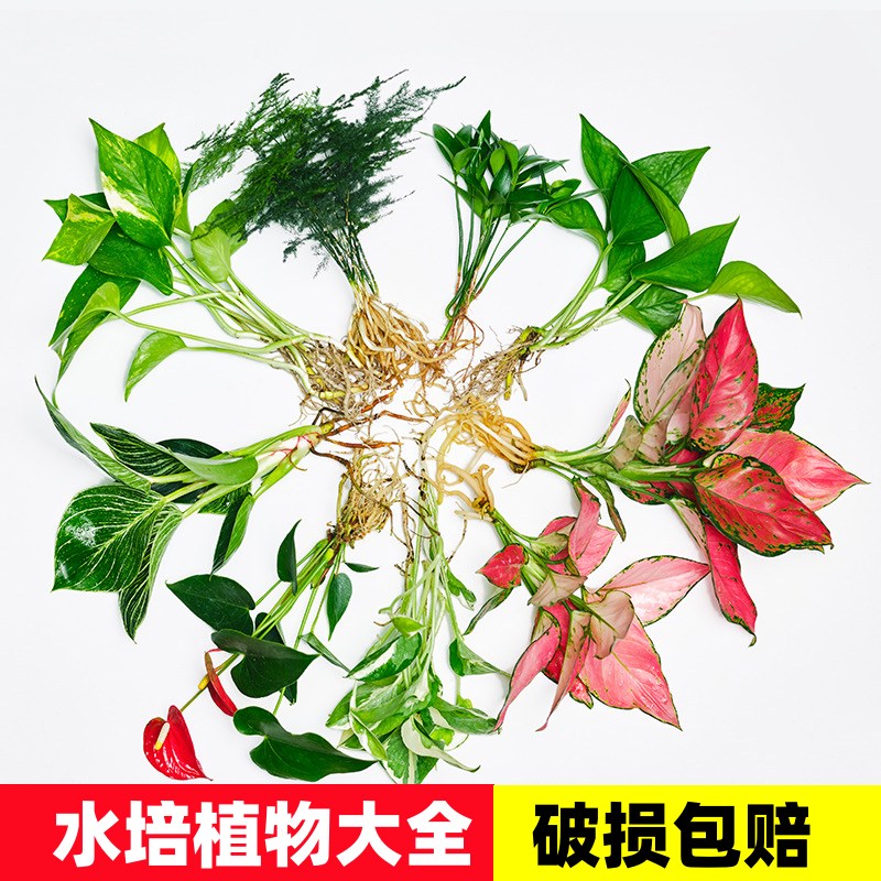【水培植物大全】室内花卉盆栽花桌面水生好养活绿萝文竹红白掌
