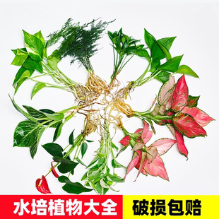室内花卉盆栽花桌面水生好养活绿萝文竹红白掌 水培植物大全