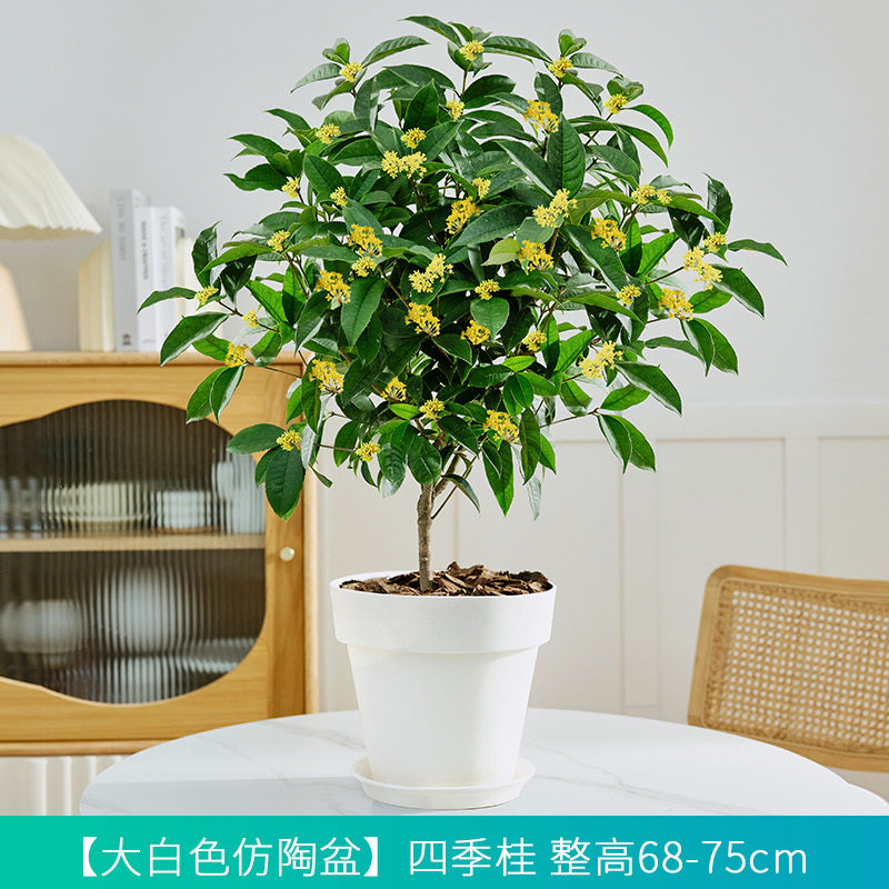 花叶春四季桂木本花卉庭院图片