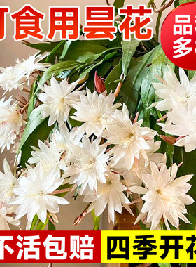 花叶春昙花盆栽阳台夏季