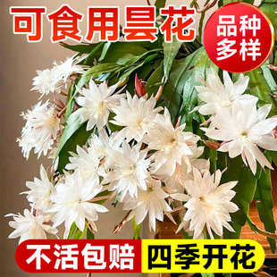 四季昙花盆栽带花苞小叶大叶卷叶昙花花苗可食用阳台浓香花卉植物