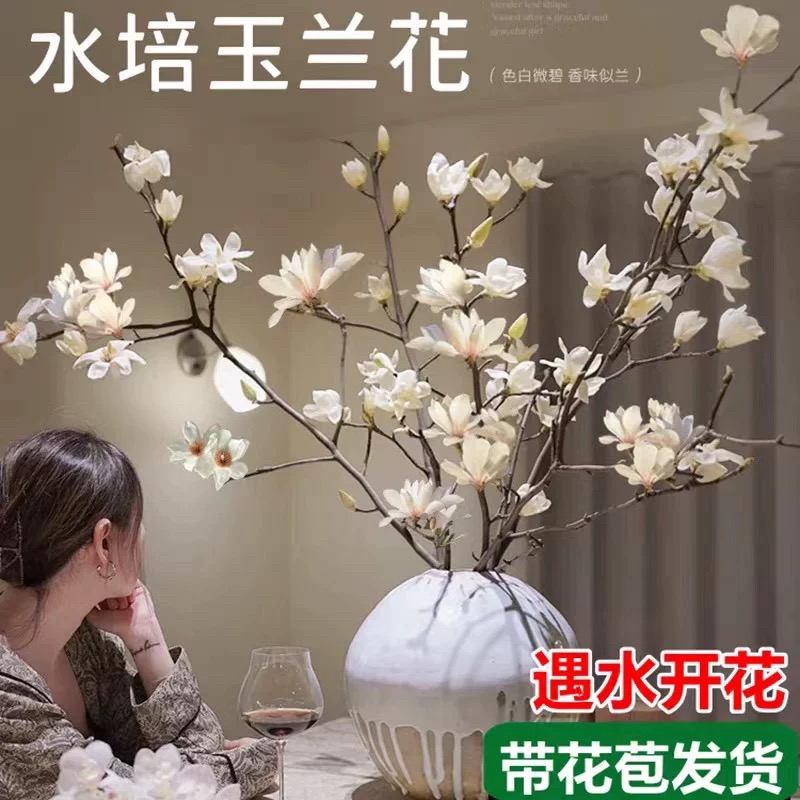 水培年宵花带花玉兰鲜枝花叶春