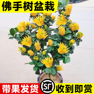 佛手树盆栽金华佛手柑苗带果可食用绿植室内外观赏花卉清香除异味