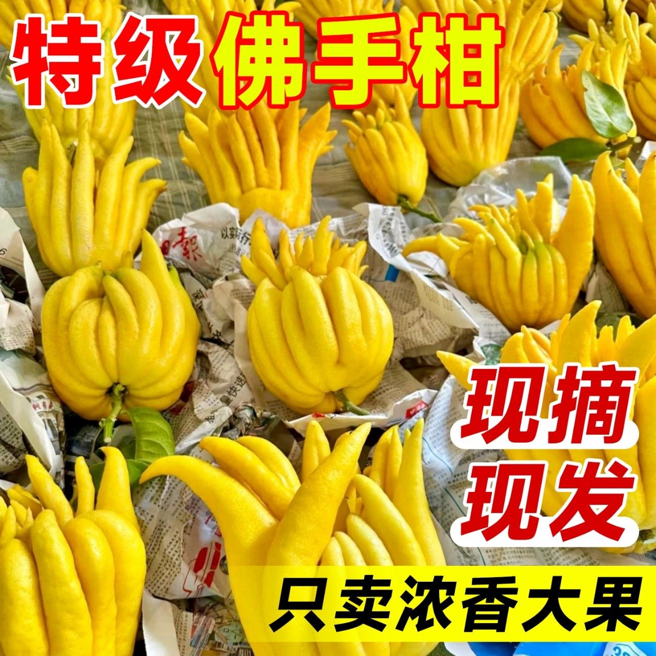 精品佛手柑鲜果佛手瓜切带枝水培室内摆件清供观赏闻香可食用