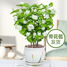 茉莉花盆栽花卉植物室内花苗喜阳庭院浓香好养易活驱蚊草老桩绿植