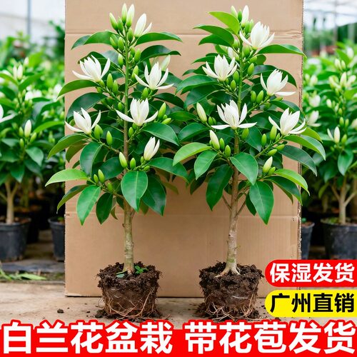 白兰花盆栽带花苞黄角兰玉兰花树苗夏季庭院阳台好养浓香花卉植物