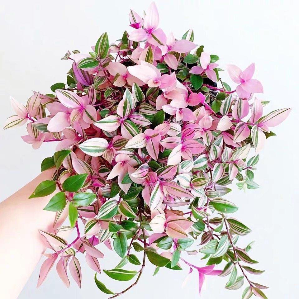 油画婚礼吊兰锦油画阳台吊兰紫露草室内盆栽绿植ins网红观叶植物