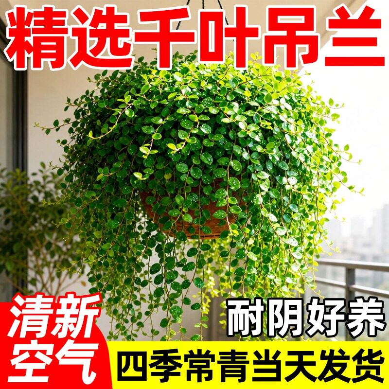 千叶吊兰盆栽垂吊烘焙植物爬藤绿植办公室桌面净化空气花苗常青图片