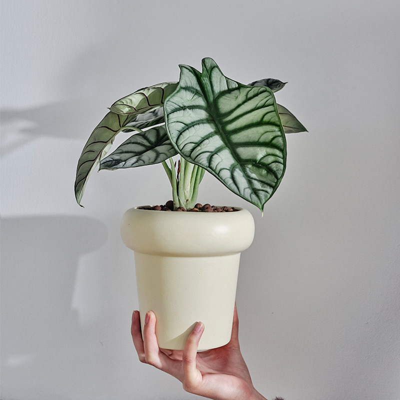 白犀牛客厅桌面不开花四季常青