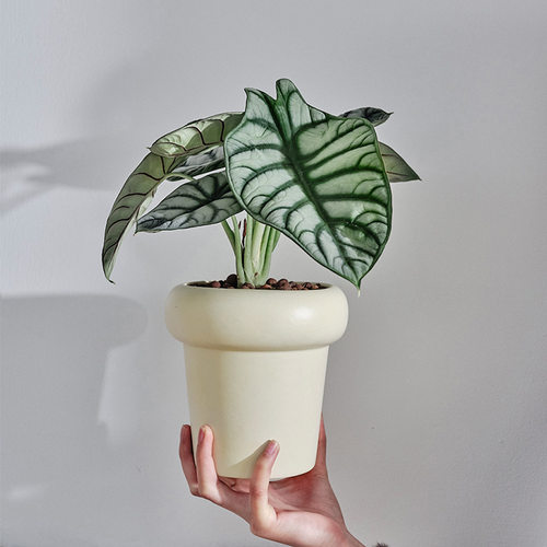 白犀牛客厅桌面不开花四季常青