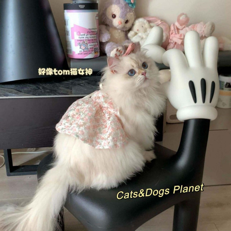 宠物猫咪洋气吊带裙缅因