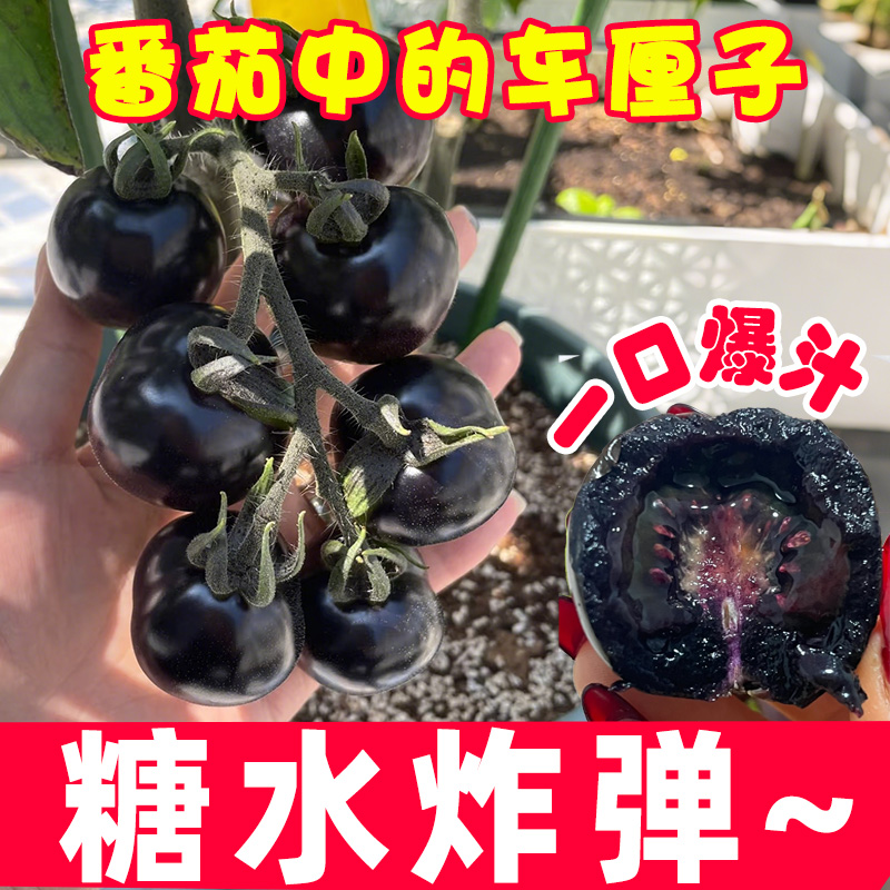 黑珍珠番茄苗水果盆栽千禧种子种籽阳台圣女果草莓矮生西红柿苗秧