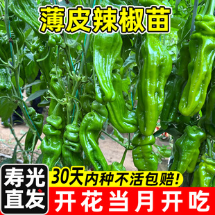 辣椒苗秧各种朝天椒菜苗薄皮泡椒线椒种子四季蔬菜种籽孑秧苗大全