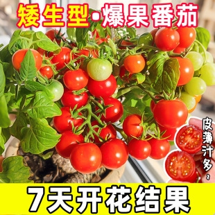 矮生番茄苗水果盆栽千禧种子黑珍珠种籽阳台圣女果草莓西红柿苗秧