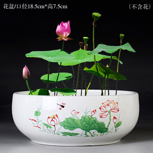 无孔荷花铜钱草水养专用陶瓷盆
