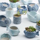 创意个性 清仓 特价 中大号口径拇指迷你好看多肉肉植物花盆陶瓷 包邮