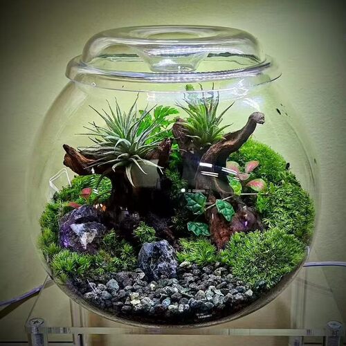 苔藓植物微景观生态瓶盆