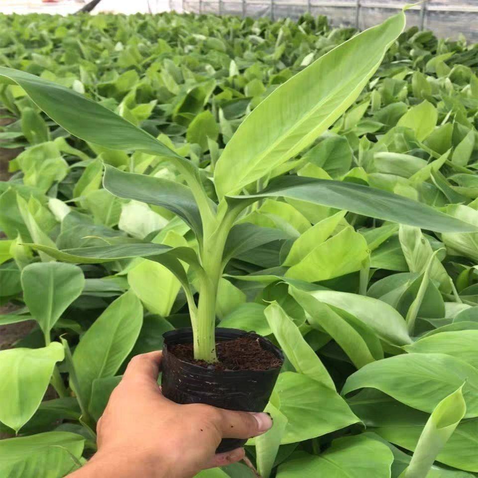 香蕉树苗盆栽地栽四季可种植