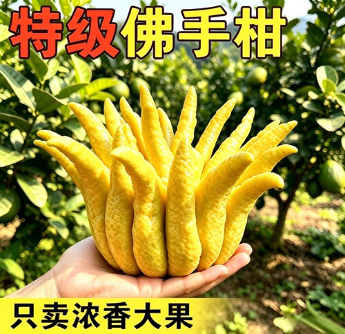 新鲜佛手柑带枝水培干摆闻香佛手
