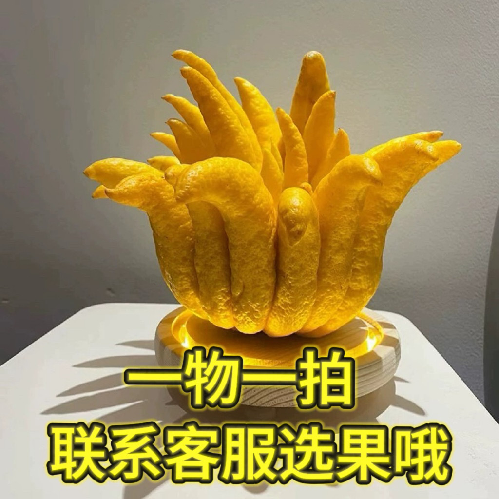 【一物一拍】佛手柑水培观赏清供闻香佛手大果黄果绿果直播间选果