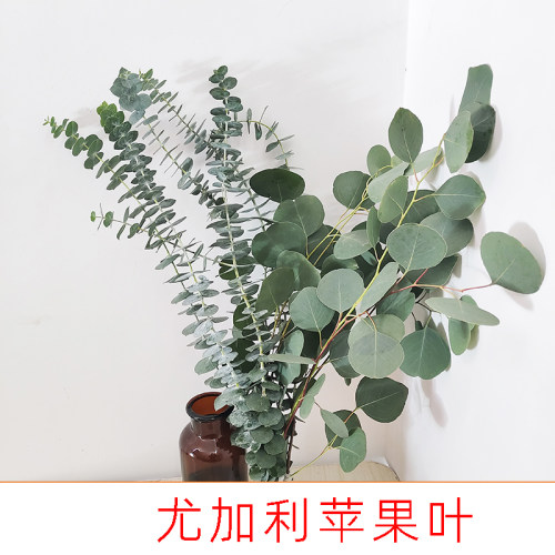 尤加利混搭新鲜叶子圆叶苹果叶细叶水养鲜切鲜花配叶装饰