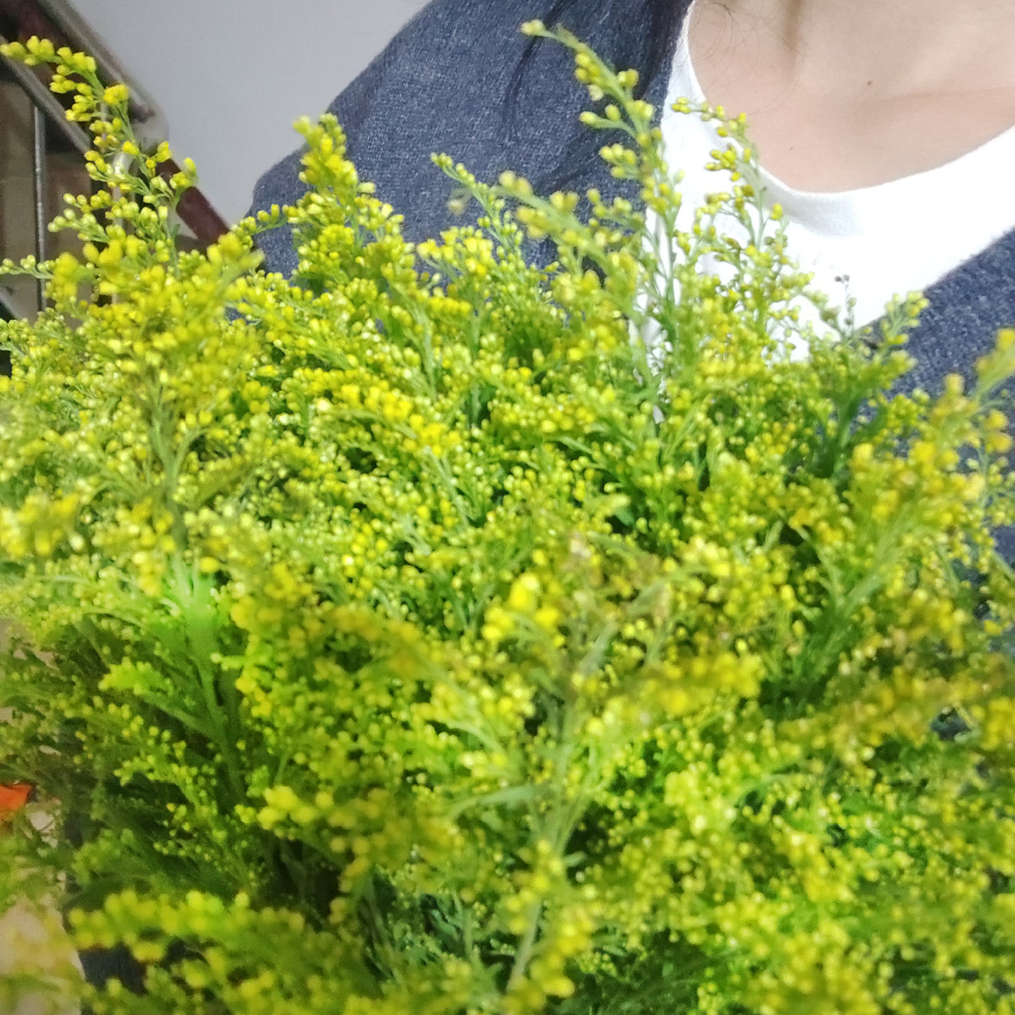 黄莺草新鲜花束清新插花搭配枝条客厅装饰背景拍摄道具云南直销