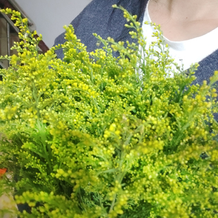 黄莺草新鲜花束清新插花搭配枝条客厅装 饰背景拍摄道具云南直销