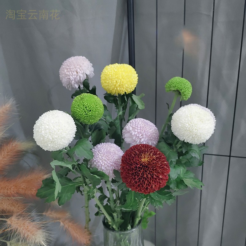 乒乓菊新鲜花束搭配花水养插花云南鲜切花装饰花卉送人礼物