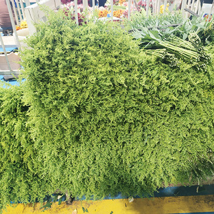 黄莺草新鲜花束清新插花搭配枝条客厅装 饰背景云南直销