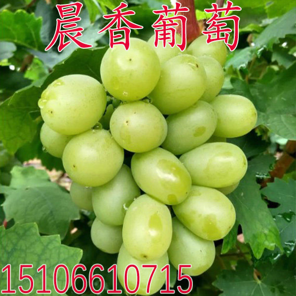 特早熟葡萄苗 晨香葡萄树苗当年结果树苗盆栽地栽南方北方种植
