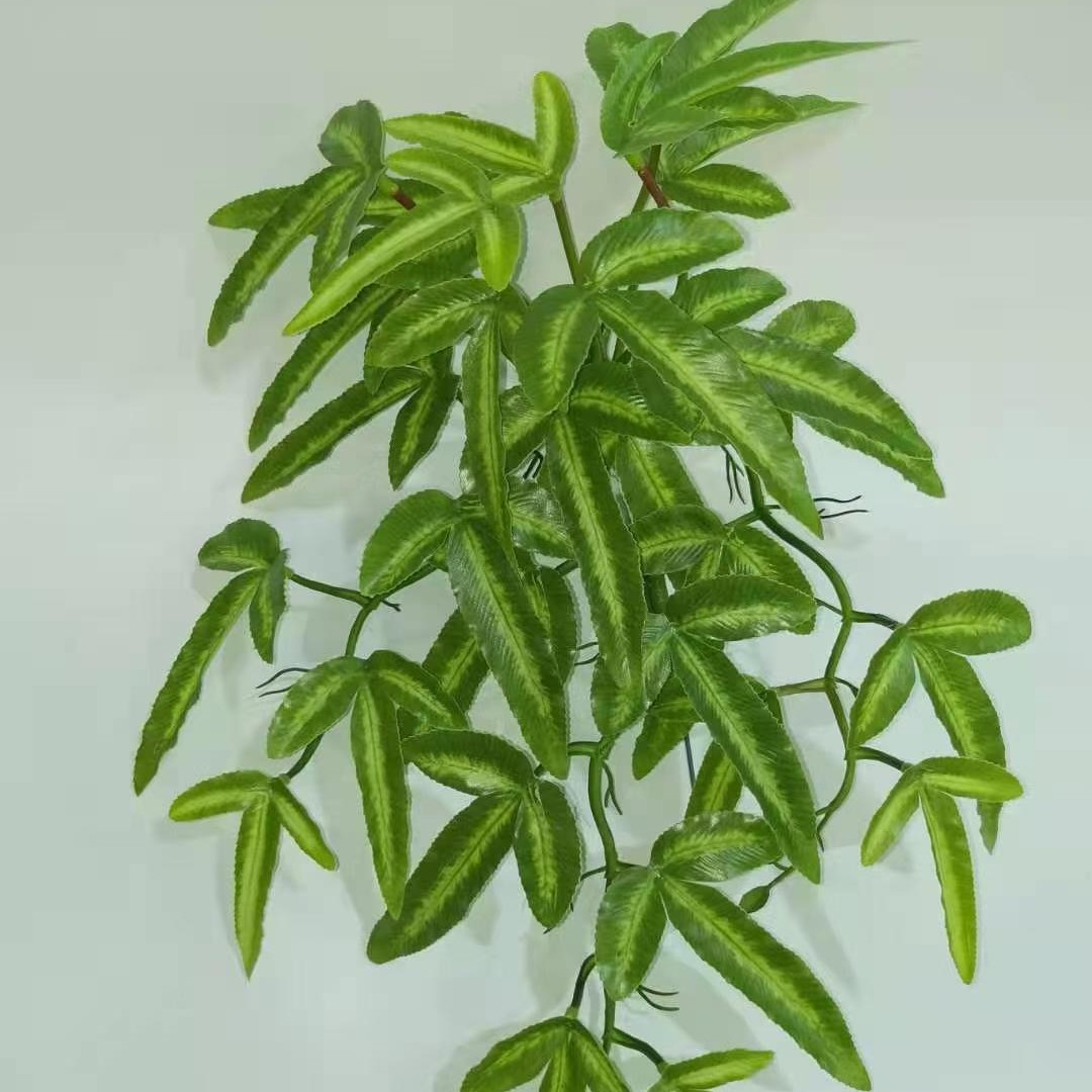 镜片叶圆贝叶壁挂绿植婚