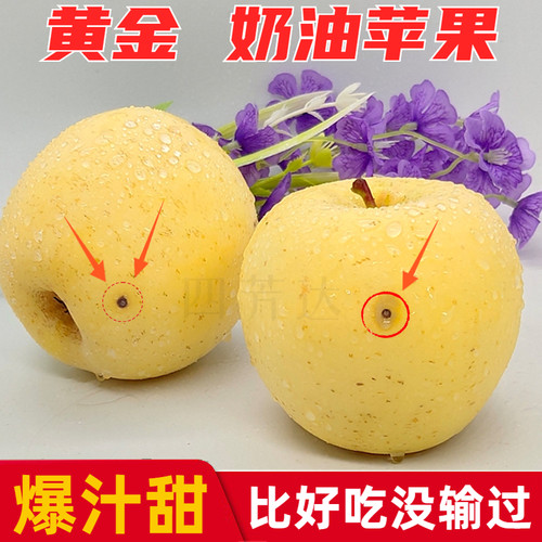 黄金奶油富士爆汁甜山东烟台苹果