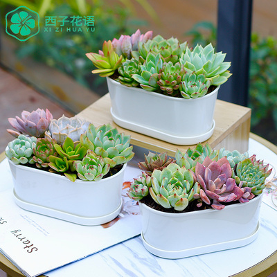 多肉花盆塑料透气多肉植物专用家用盆栽大口径简约创意网红小花盆