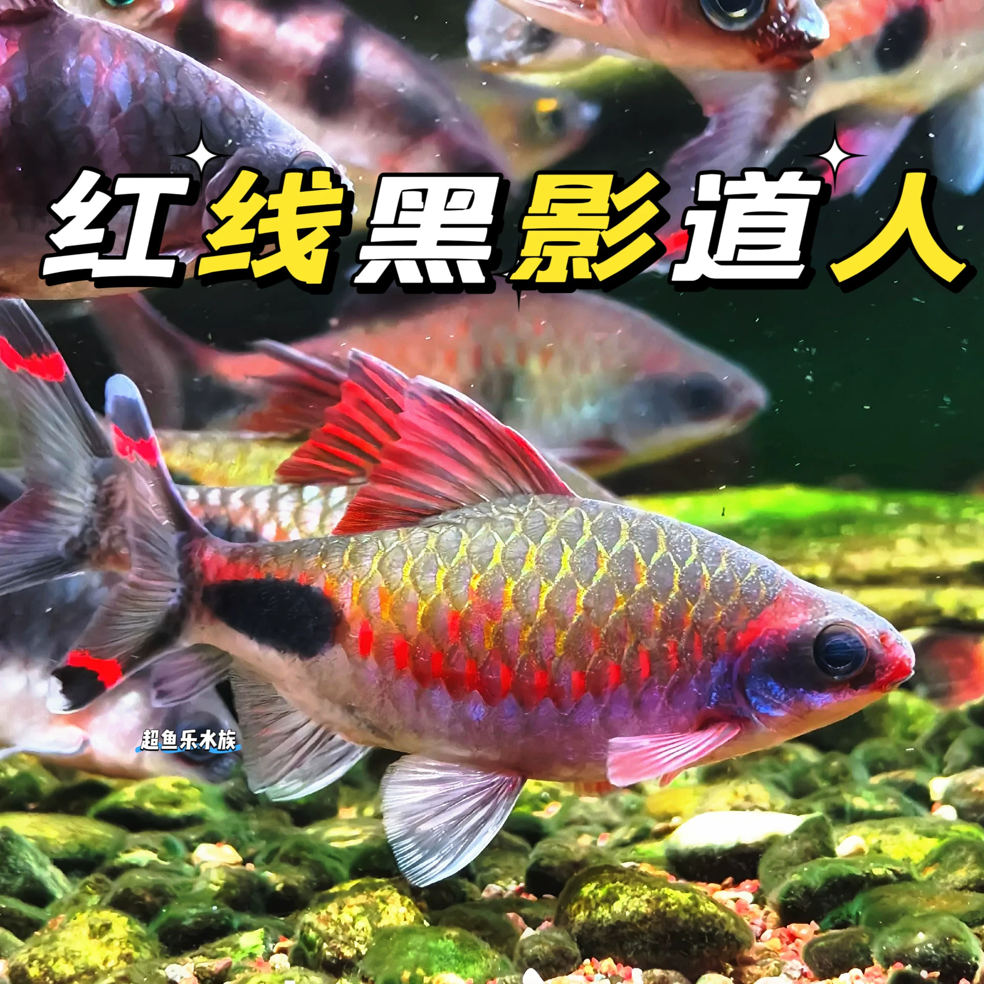 红唇红线黑影道人鱼群游草缸