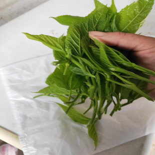 重庆桑芽新鲜可食用嫩桑芽上汤桑芽菜可做桑叶茶 现摘现发2斤包邮