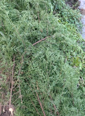 重庆柏丫现摘新鲜侧柏叶扁柏叶柏树叶枝洗发泡酒乌生发熏肉