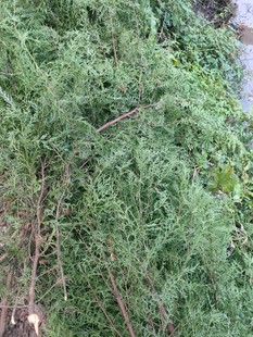 重庆柏丫现摘新鲜侧柏叶扁柏叶柏树叶枝洗发泡酒乌生发熏肉