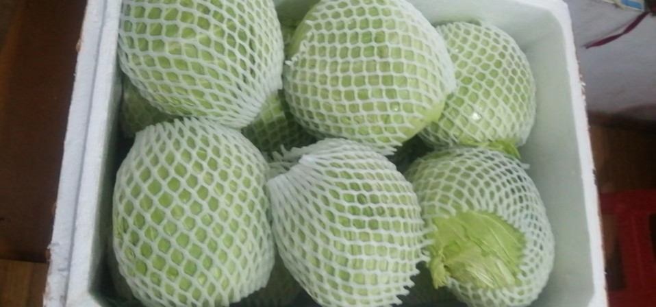 重庆农家自种新鲜莲花白 卷心菜 包心菜 圆白菜 绿色蔬菜8斤包邮