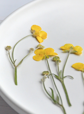 压花带枝毛茛鲜黄色干花油画质感真花标本干花相框手机壳书签材料