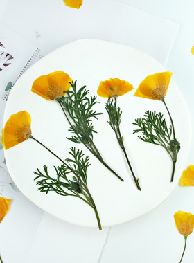 花菱草干花压花带枝黄色花朵植物标本相框DIY干花材料