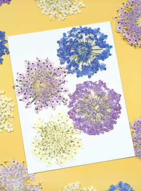 翠珠干花押花diy材料蓝色花朵压花相框标本滴胶手工