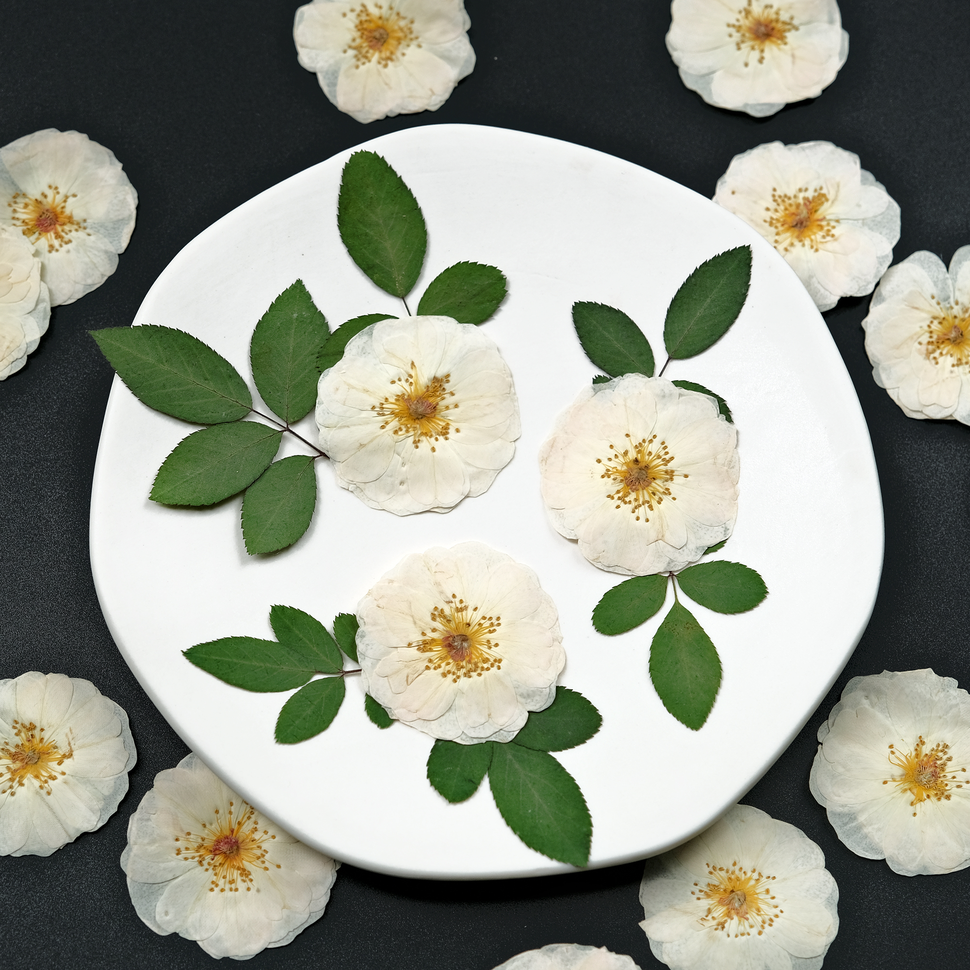 白色玫瑰月季干花diy材料压花相框礼物标本滴胶手工押花火漆印章