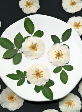 白色玫瑰月季干花diy材料压花相框礼物标本滴胶手工押花火漆印章