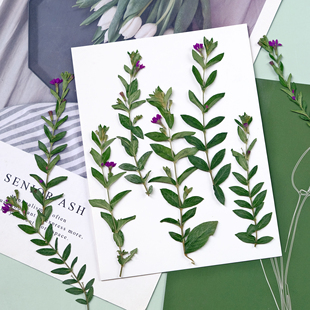 萼距花孔雀草干花压花植物标本带枝花材干花火漆信封相框装饰材料